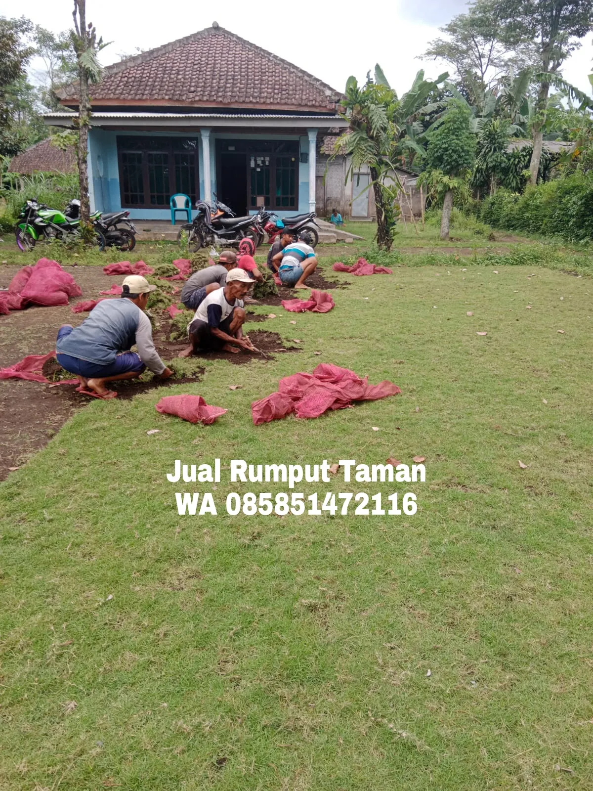 Rumput Taman Malang