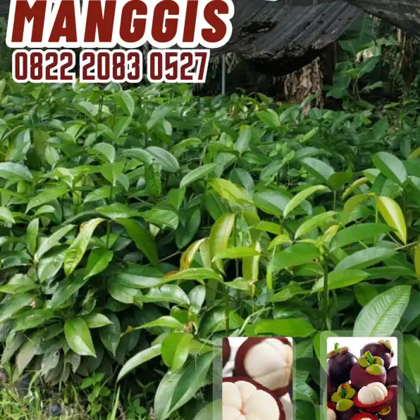 0822.2083.0527 (TSEL) Sentral Bibit,  Jual Bibit Pohon Manggis Di Bogor, Jual Bibit Pohon Manggis Di Bogor