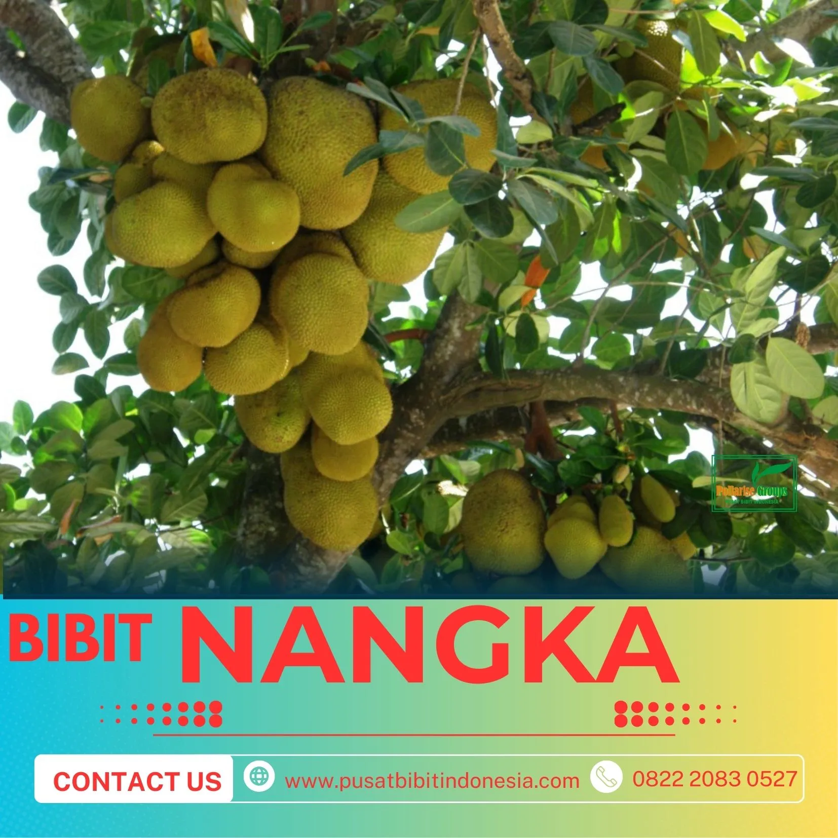 Sentra Bibit Pertanian, Harga Bibit Nangka Madu