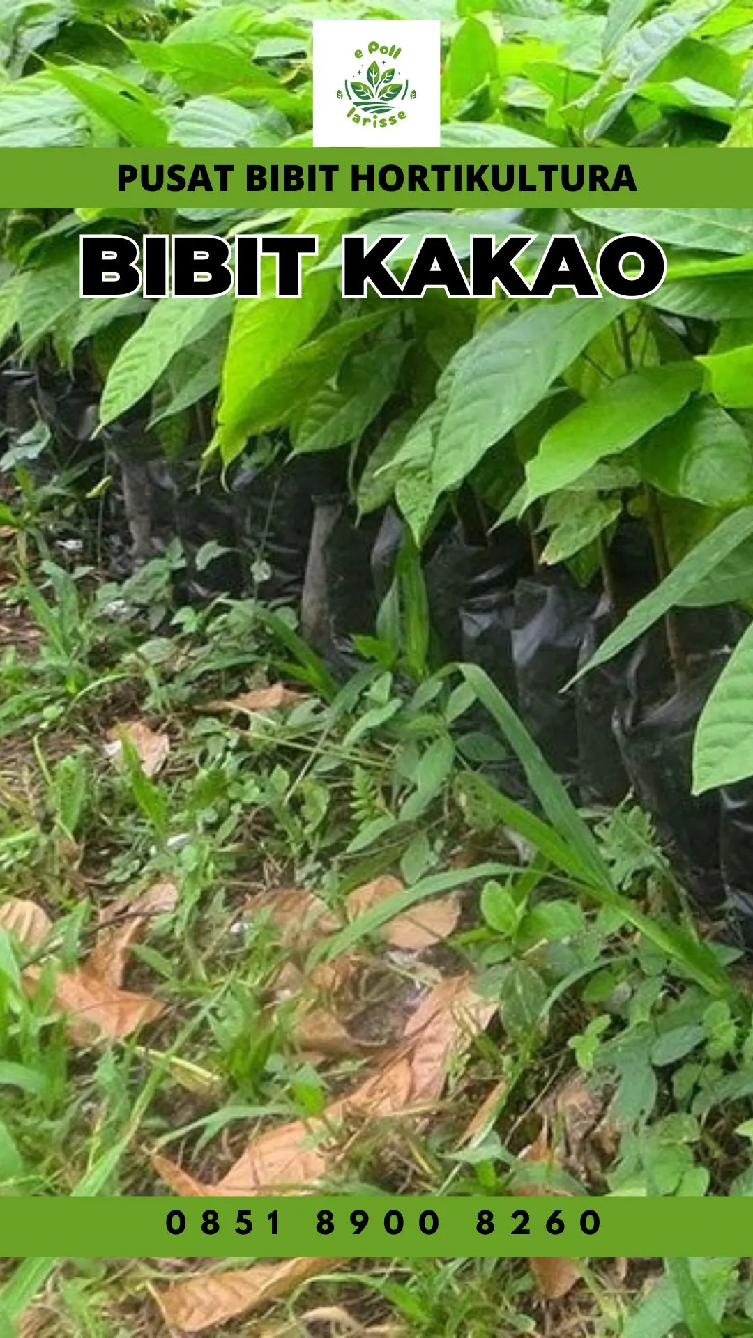 Pusat Bibit, Bibit Coklat Sambung Pucuk, Bibit Coklat S2 Pollarise