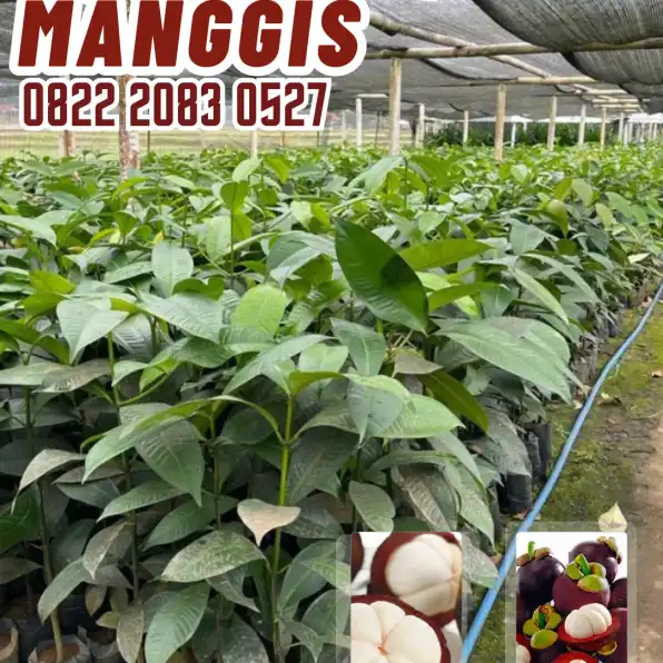 0822.2083.0527 (TSEL) Sentral Bibit,  Jual Bibit Manggis Jogja, Harga Bibit Pohon Manggis