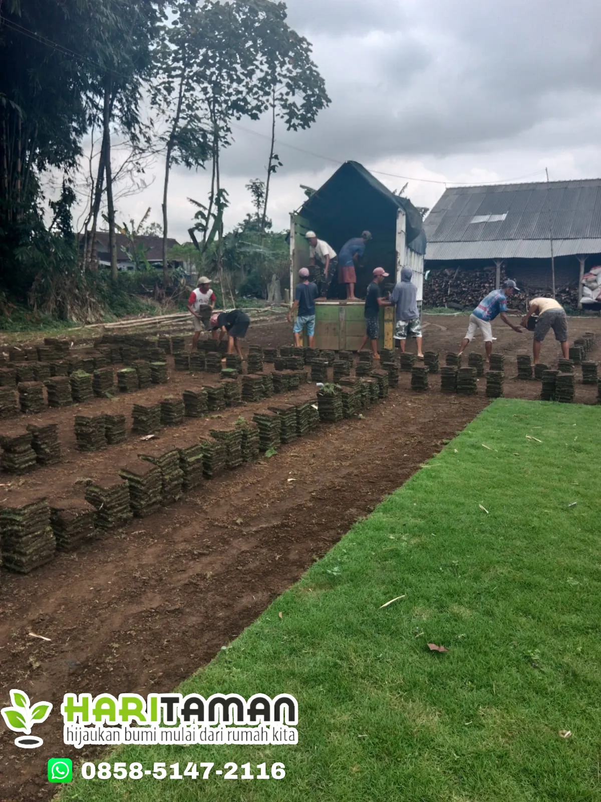 Rumput Jepang Kota Batu Siap Tanam