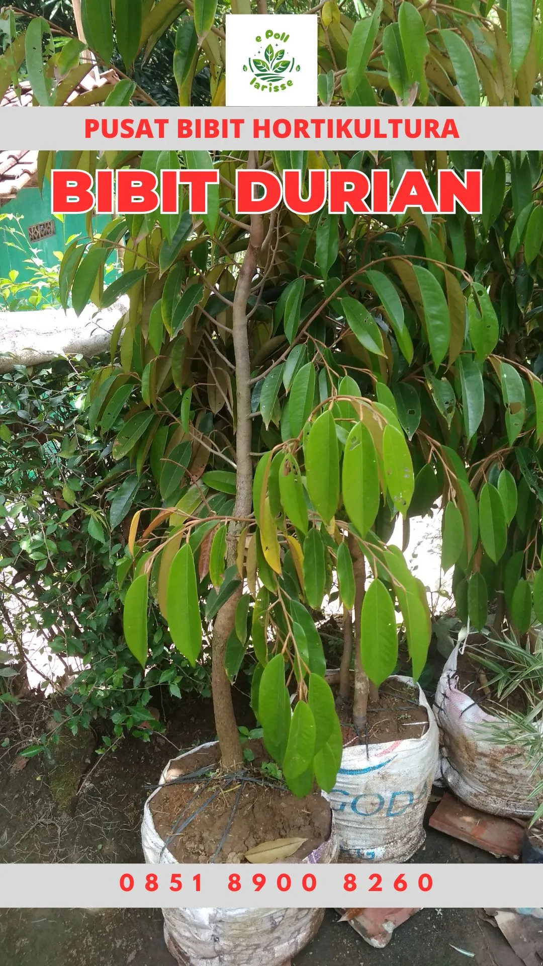 Hortikultura Buah Bibit Durian Montong Tinggi 1 Meter