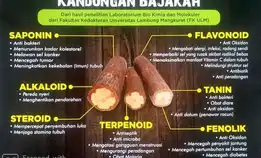 bajakah asli kalimantan