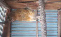 Burung Kenari Kalitan Malang