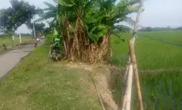 Jual Bu Tanah Sawah Pemalang