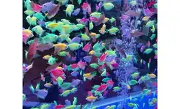 Ikan Hias Aquarium Glow In The Dark