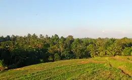 Tanah Sawah 