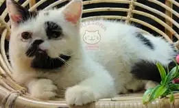 Kucing Kitten Exotic Shorthair,White Black Jantan