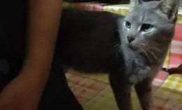 Kucing Busok Raas Asli Indonesia.