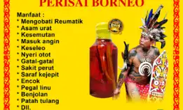 Terlaris Minyak Urut Dayak 100% Asli 