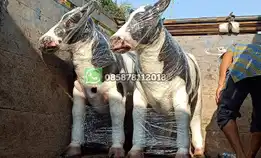 Patung Sapi Murah