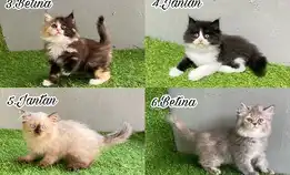 Kucing Kitten Ras Persia Longhair