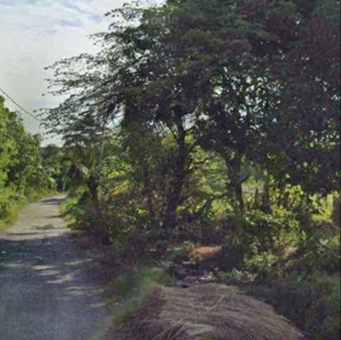 Dijual 11,9 Are, Jl. Subak Canggu Batu Bolong Kuta Utara