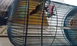 Dijual Burung Kenari F2