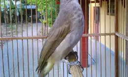 Burung Trucuk Jantan Bunyi