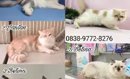 Kucing Kitten Ras Persia Peaknose 