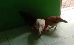 Ayam Kampung Asli Hidup Petelur