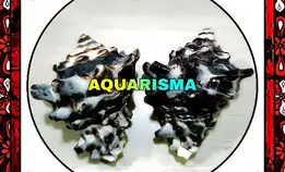 1 Pcs Cangkang Keong Big Coral Neo Vasum Turbinellus Grade A+