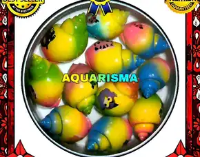 2 Pcs Cangkang Keong Macan Tiger Turbo Babilonia Spirata Rainbow Flick Grade A+