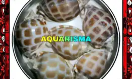 1 Pcs Cangkang Keong Medium Cassidae Phalium Areola Grade A+