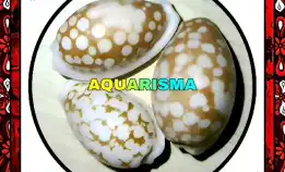 1 Pcs Cangkang Kerang Mini Cowry Cypraea Cribrarula Cribraria Grade A+