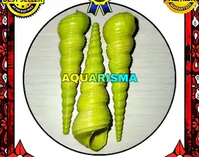 2 Pcs Cangkang Keong Cae Turritella Terebra Lolipop Hijau Grade A+