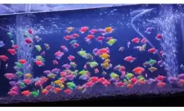 Glow Fish Warna-Warni