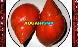 1 Pcs Cangkang Keong Achatinidae Lissachatina Fulica Merah Grade A+