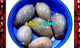 1 Pcs Cangkang Kerang Mini Cowry Cypraea Staphylaea Grade A+