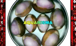 4 Pcs Cangkang Kerang Cowry Cypraea Brown Purple Magenta Grade A+