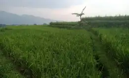 Tanah Sawah Produktif Pinggir Jalan 