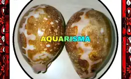 1 Pcs Cangkang Kerang Big Cowry Cypraea Leporicypraea Mappa Grade A+