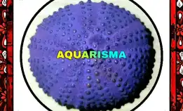 1 Pcs Cangkang Bulu Babi Purple Colobocentrotus Atratus Sea Urchins Grade A+