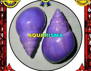 1 Pcs Cangkang Keong Achatinidae Lissachatina Fulica Ungu Grade A+