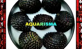 4 Pcs Cangkang Kerang Nerita Exuvia Snake Skin Grade A+