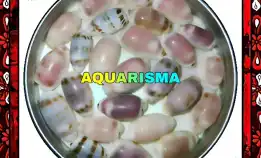 8 Pcs Cangkang Kerang Cowry Cypraea Alveolus Purple Magenta Grade A+