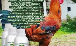 Ecovet Nutrisi Hewan Ternak Dan Peliharaan