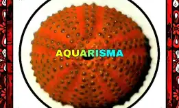 1 Pcs Cangkang Bulu Babi Oren Colobocentrotus Atratus Sea Urchins Grade A+