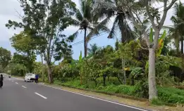 Jual Tanah Kebun Sangat Luas Di Daerah Antosari Tabanan Bali