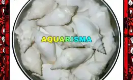 8 Pcs Cangkang Keong White Canarium Labiatum Perceng Putih Grade A+