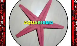 1 Pcs Cangkang Bintang Laut Sea Star Astropecten Scoparius Pink Grade A+