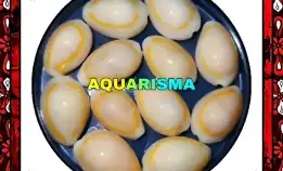 2 Pcs Cangkang Kerang Cowry Cypraea Monetaria Kuning Berlian Grade A+