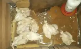 ayam boiler