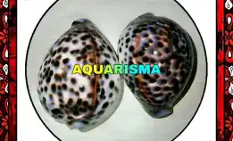 1 Pcs Cangkang Kerang Giga Cowry Cypraea Tigris Kuwuk Macan Xantic Grade A+