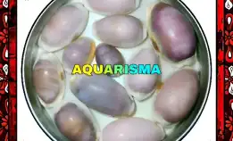 8 Pcs Cangkang Kerang Cowry Cypraea White Purple Magenta Grade A+