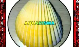 3 Pcs Cangkang Kerang Jumbo Bivalvia Acrosterigma Magnum Kuning Grade A+