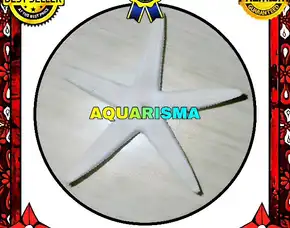 1 Pcs Cangkang Bintang Laut Sea Star Astropecten Scoparius Putih Grade A+