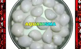 5 Pcs Cangkang Keong Mini Buteng Putih Snow White Grade A+