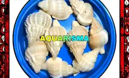 2 Pcs Cangkang Keong Corn Asperistus Alamy Grade A+